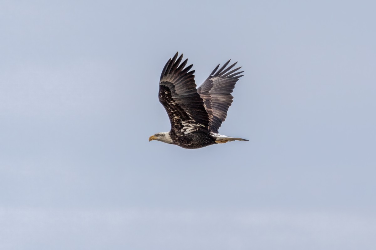 Bald Eagle - ML612239708