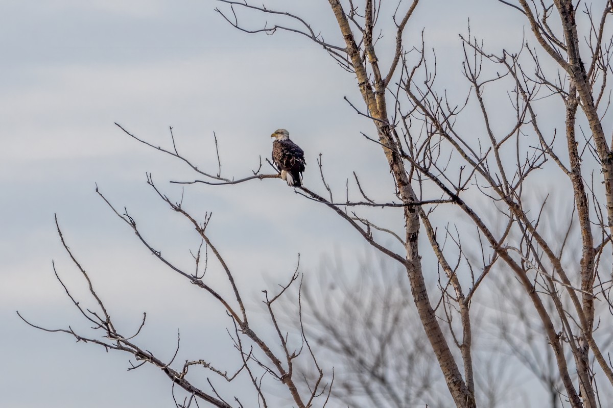 Bald Eagle - ML612239709