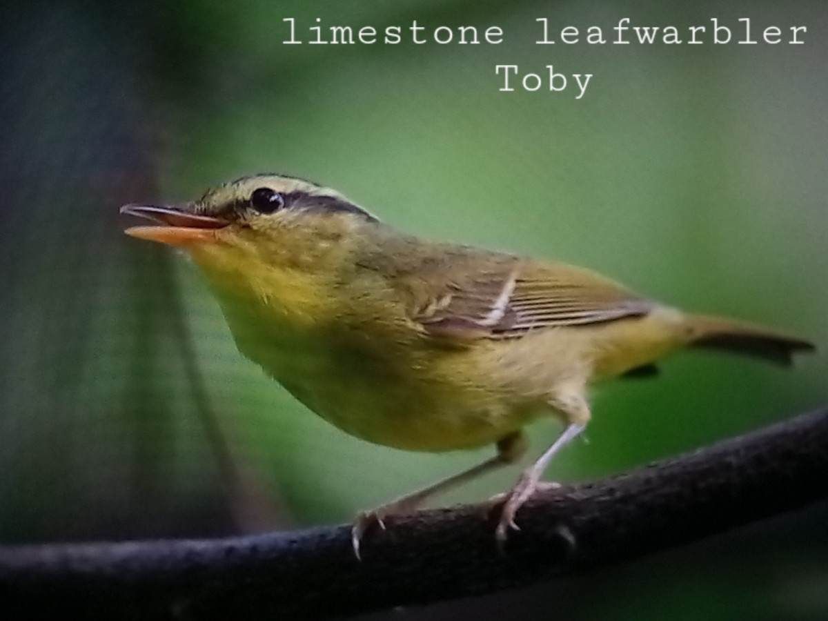 Limestone Leaf Warbler - ML612239759