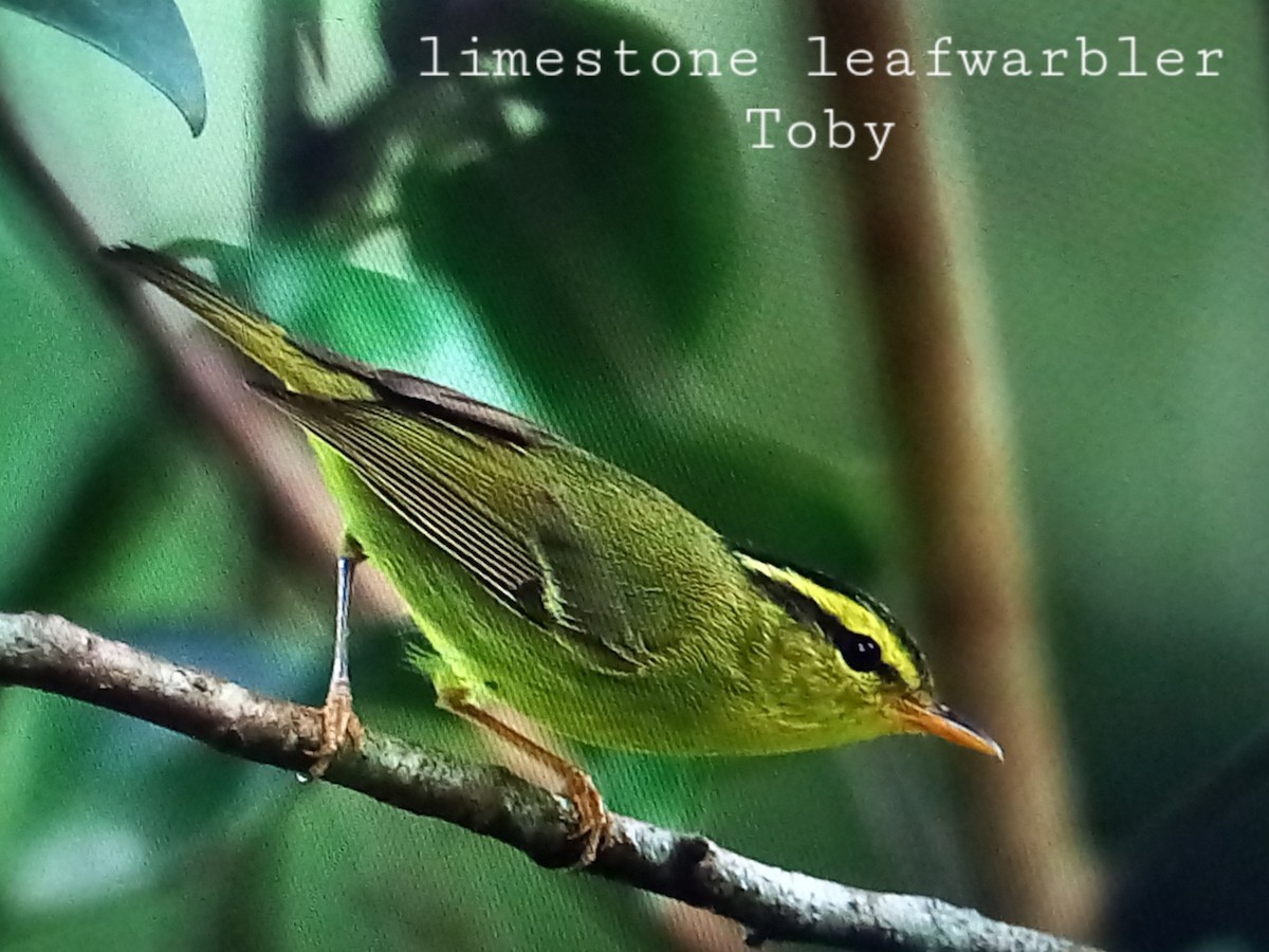 Limestone Leaf Warbler - ML612239761