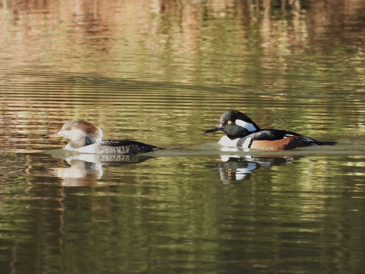 Hooded Merganser - ML612239792