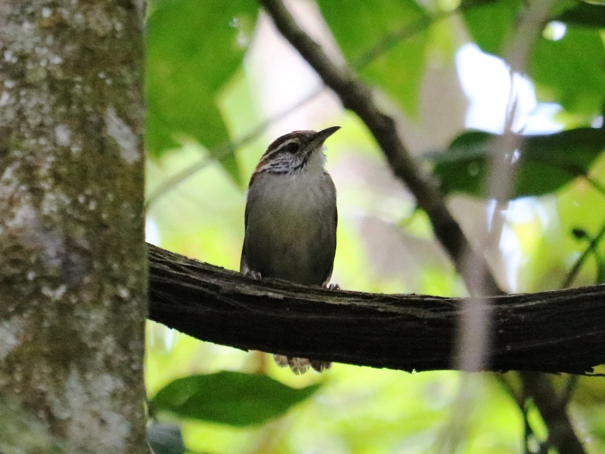 Rufous-and-white Wren - Cynthia Tercero