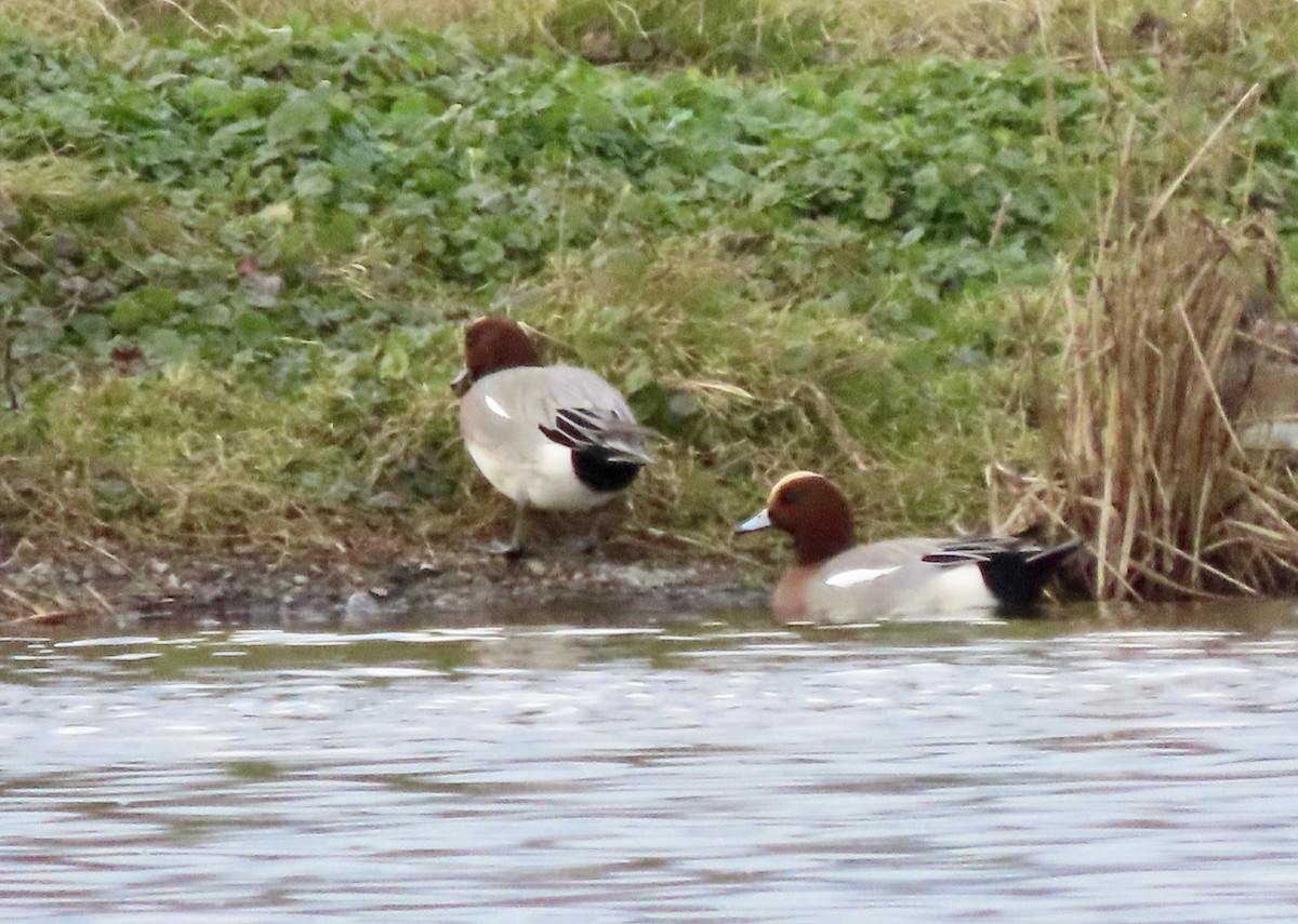 Eurasian Wigeon - Jake Chute