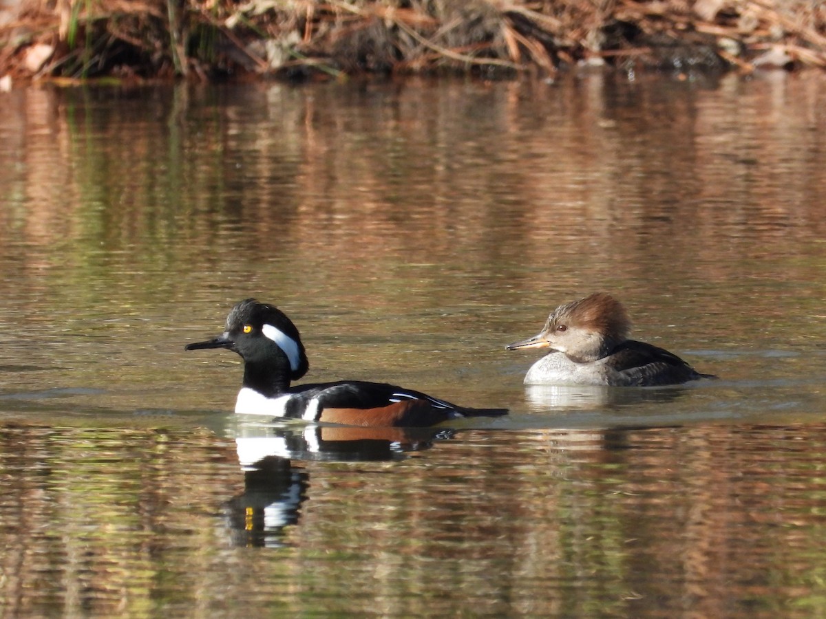 Hooded Merganser - ML612239904