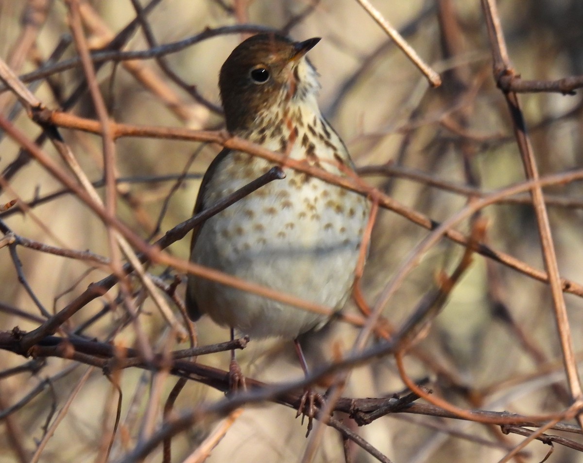 Hermit Thrush - ML612239938