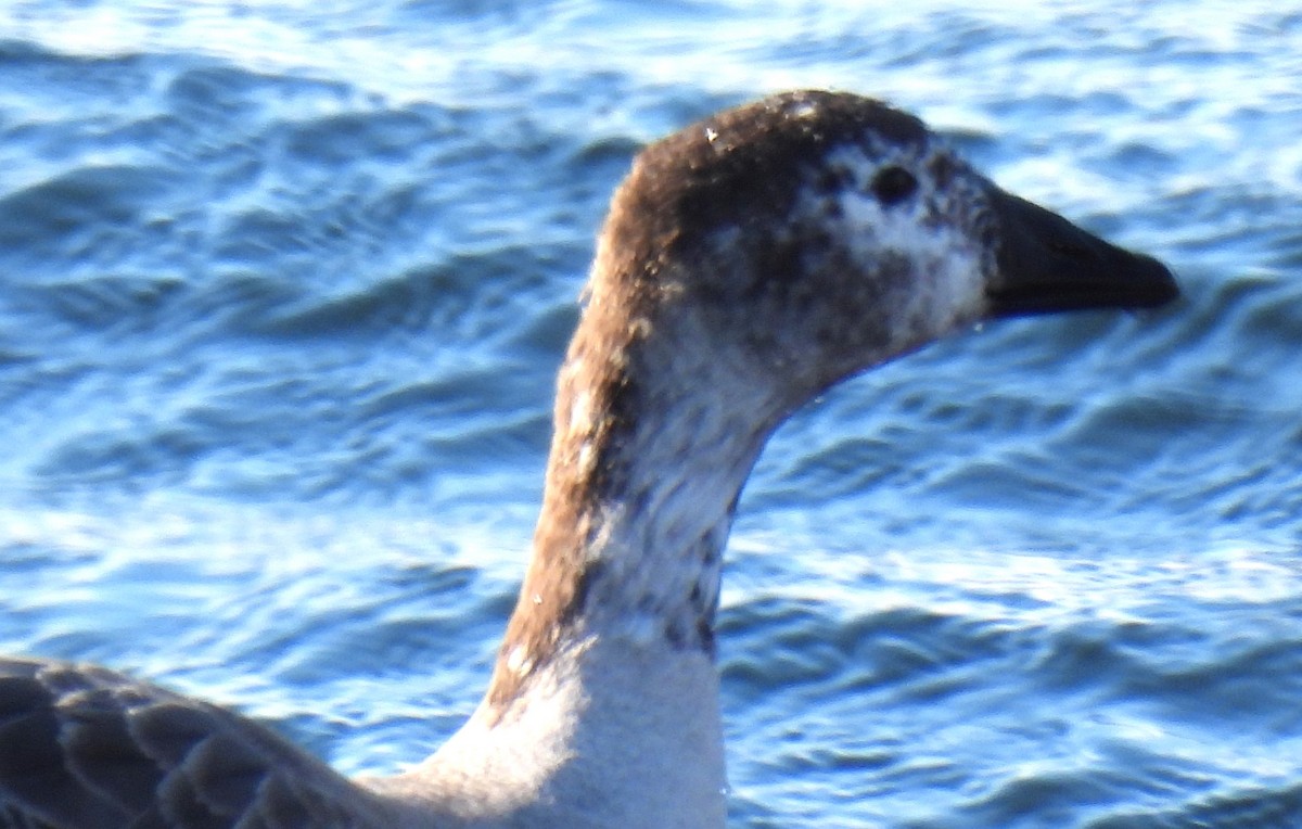 Snow Goose x Brant (hybrid) - Carol Baird Molander