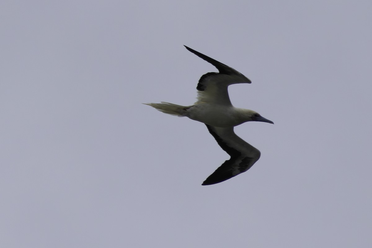 Red-footed Booby - ML612240010