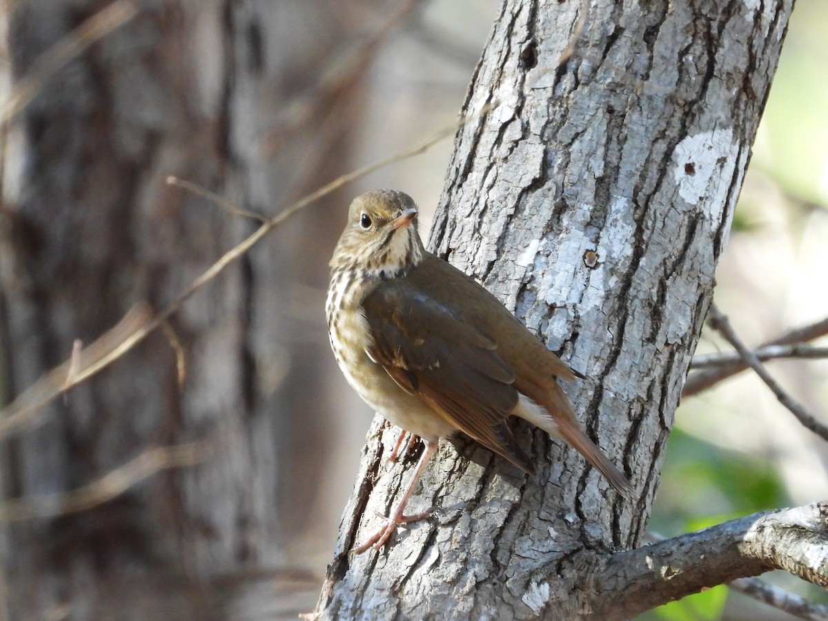 Hermit Thrush - ML612240016