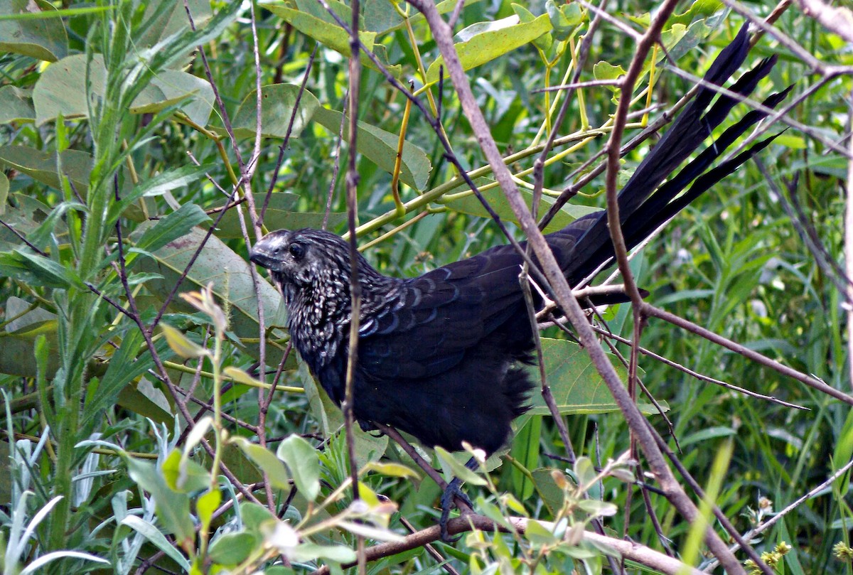 Smooth-billed Ani - ARNALDO SILVA