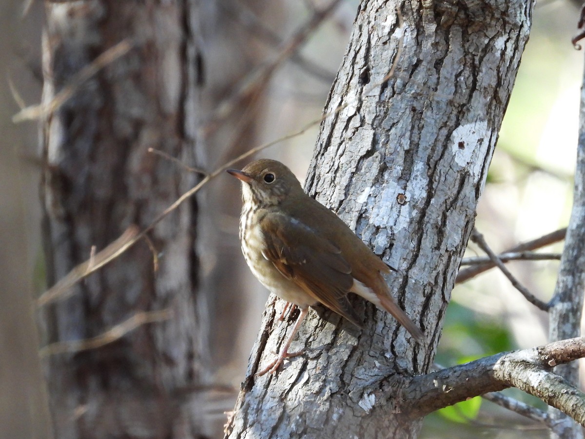 Hermit Thrush - ML612240099