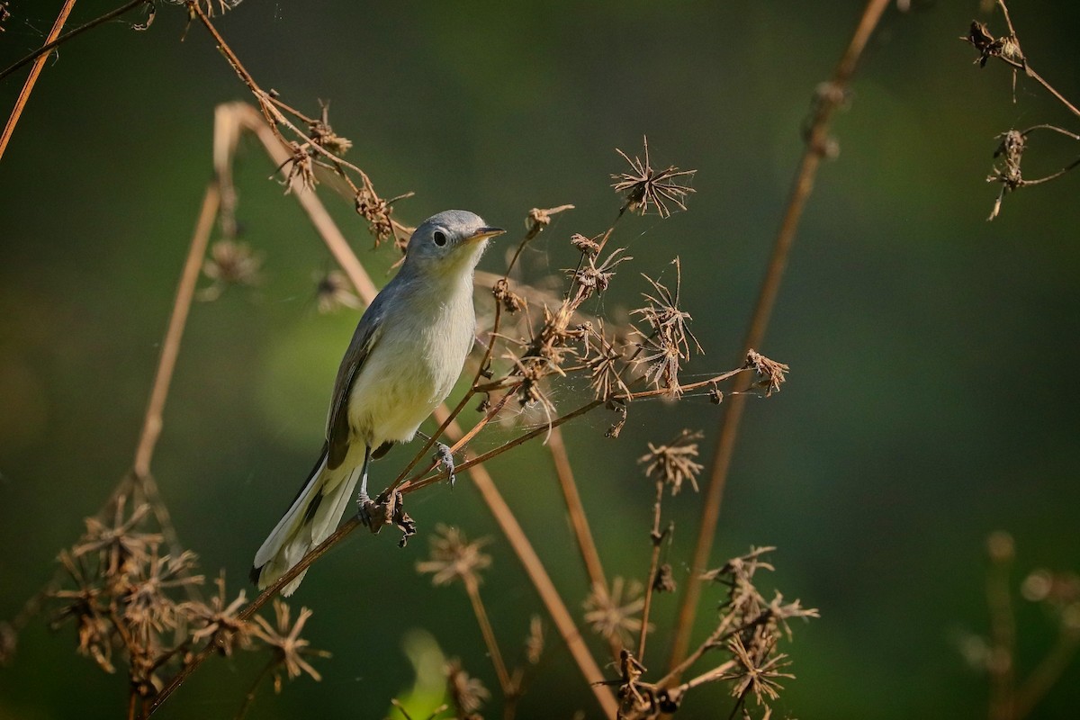 Blue-gray Gnatcatcher - ML612240104