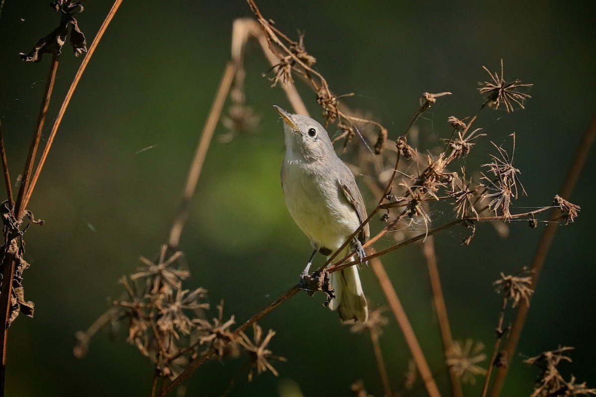 Blue-gray Gnatcatcher - ML612240105