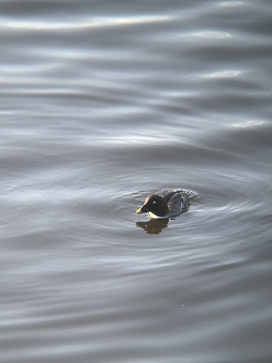 Common Goldeneye - Nathan Kruger