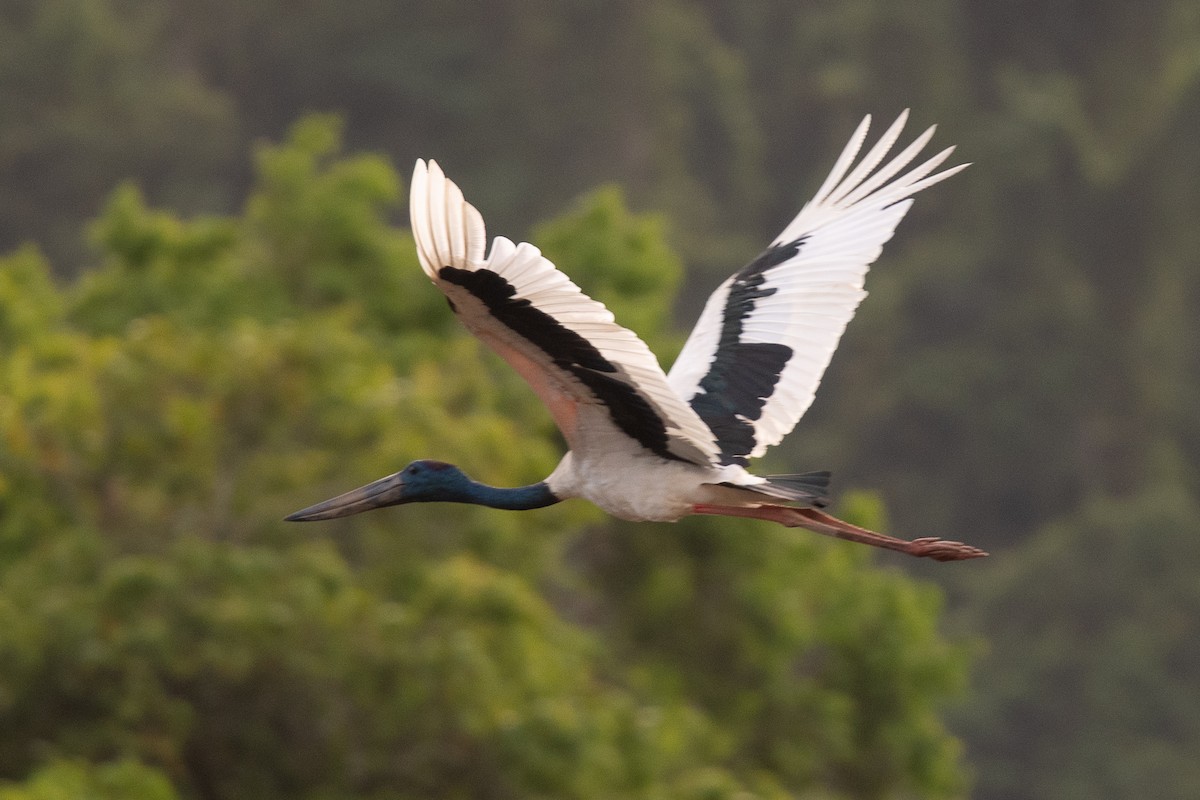 Black-necked Stork - ML612240168