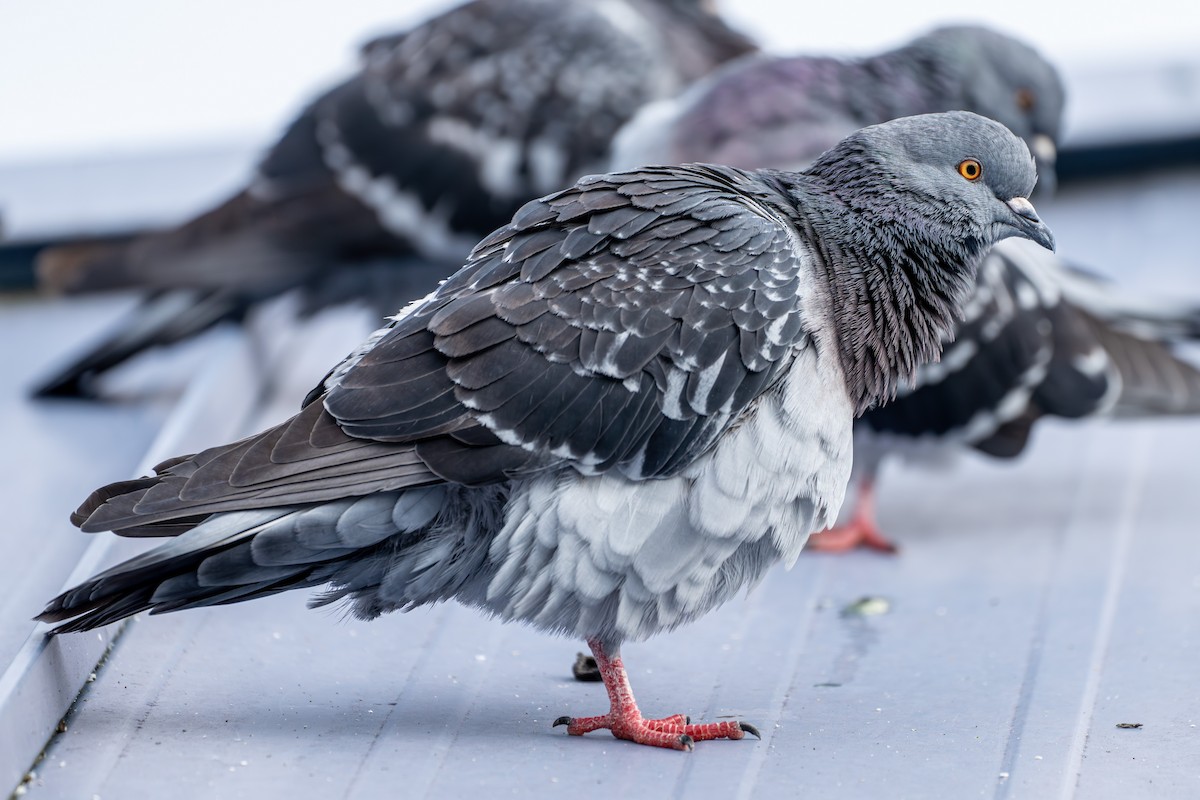 Rock Pigeon (Feral Pigeon) - Breck Haining