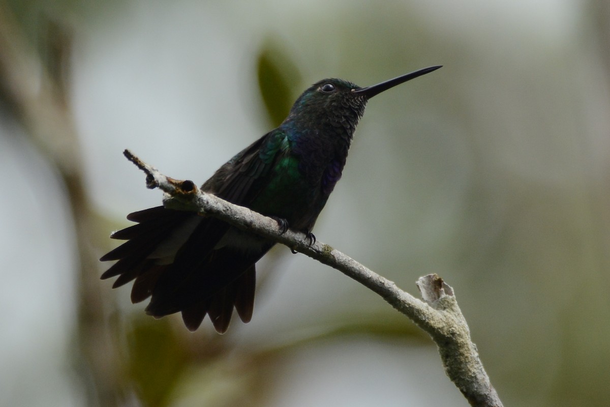 kolibřík modroprsý - ML612240228
