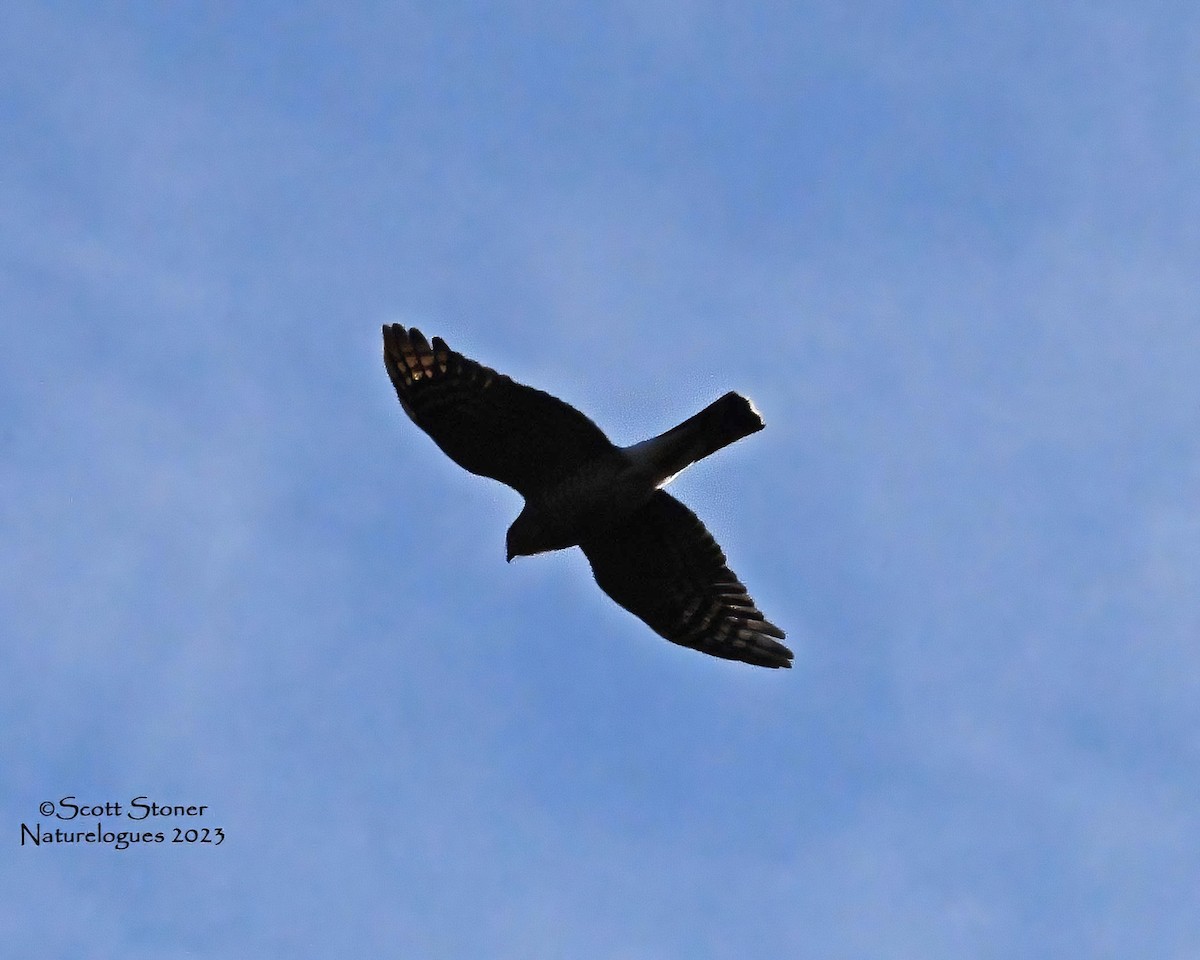 Sharp-shinned Hawk - ML612240240