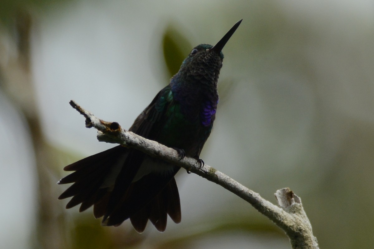 kolibřík modroprsý - ML612240250
