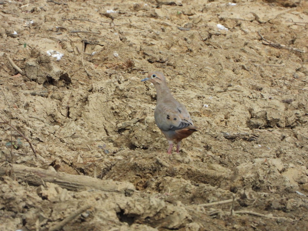 Eared Dove - ML612240332