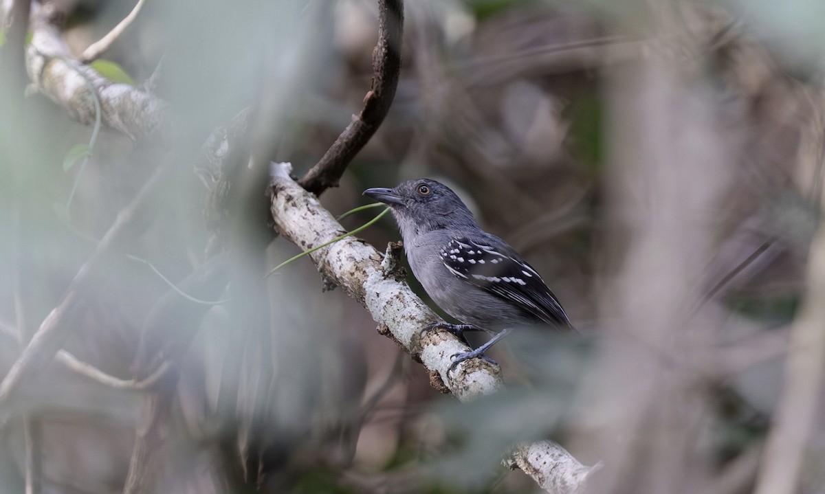 Northern Slaty-Antshrike (Peruvian) - ML612240343