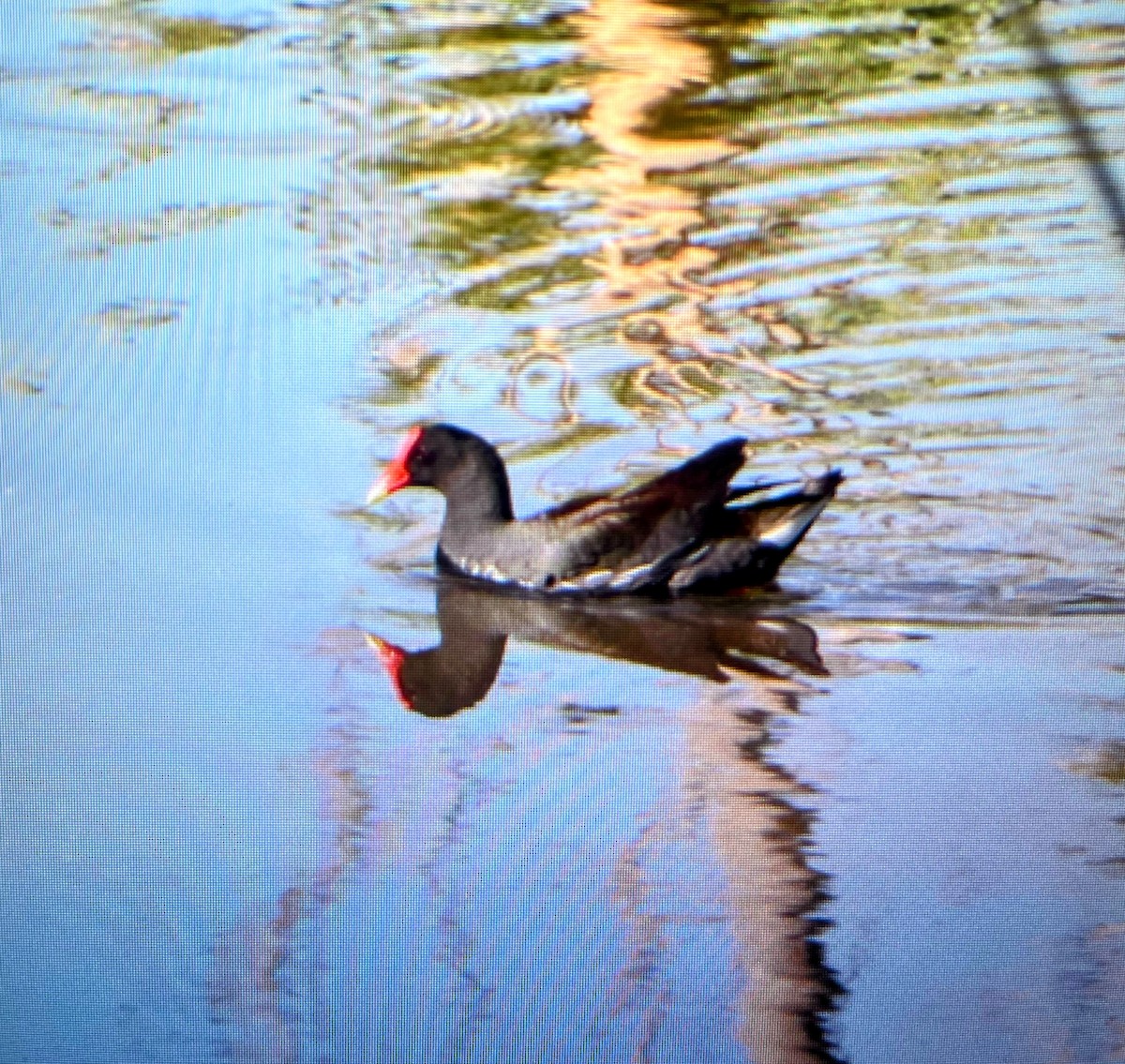 Common Gallinule - Lani Sherman