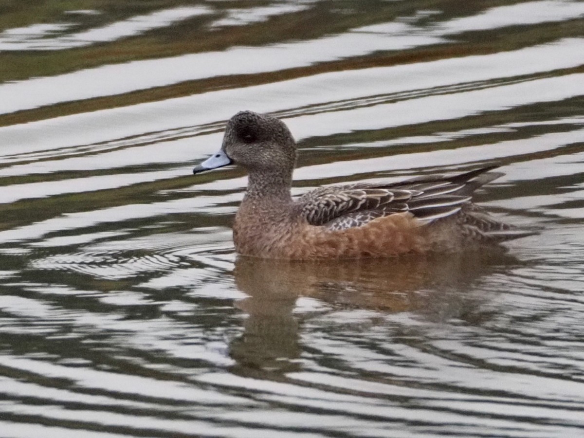 American Wigeon - ML612240453