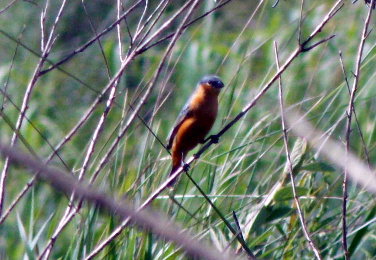 Tawny-bellied Seedeater - ML612240642