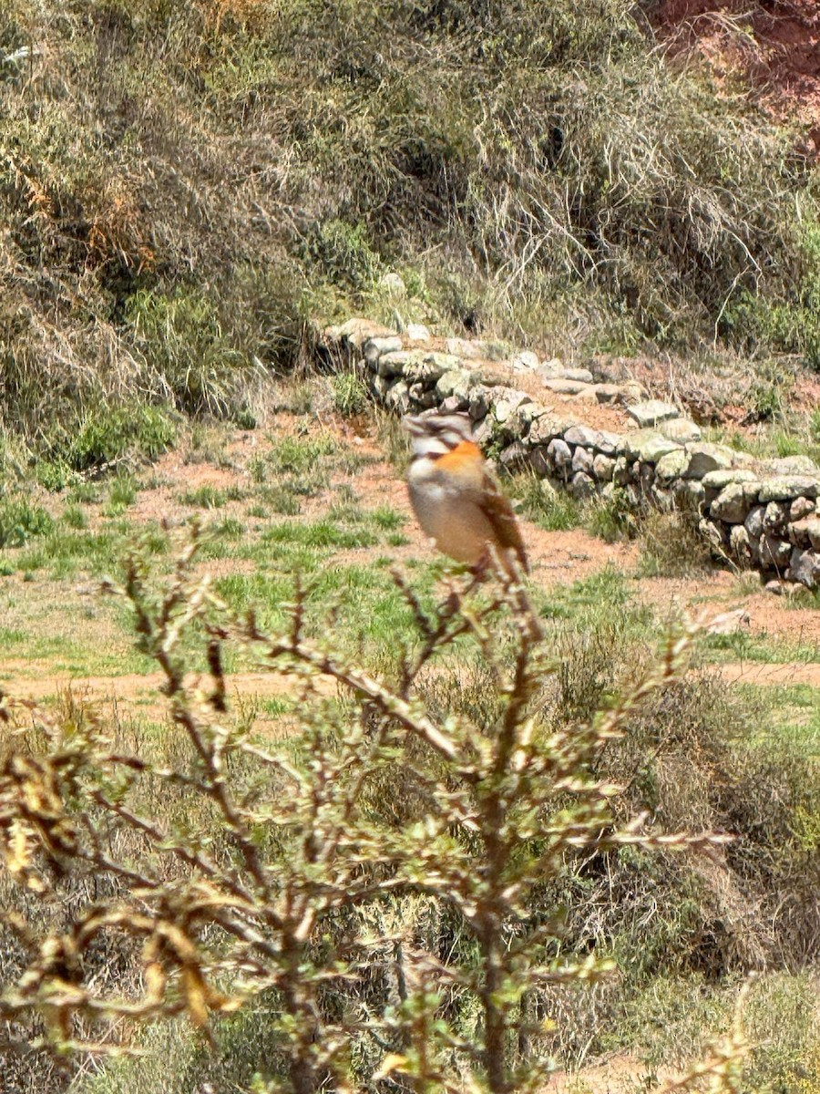 Rufous-collared Sparrow - ML612240649