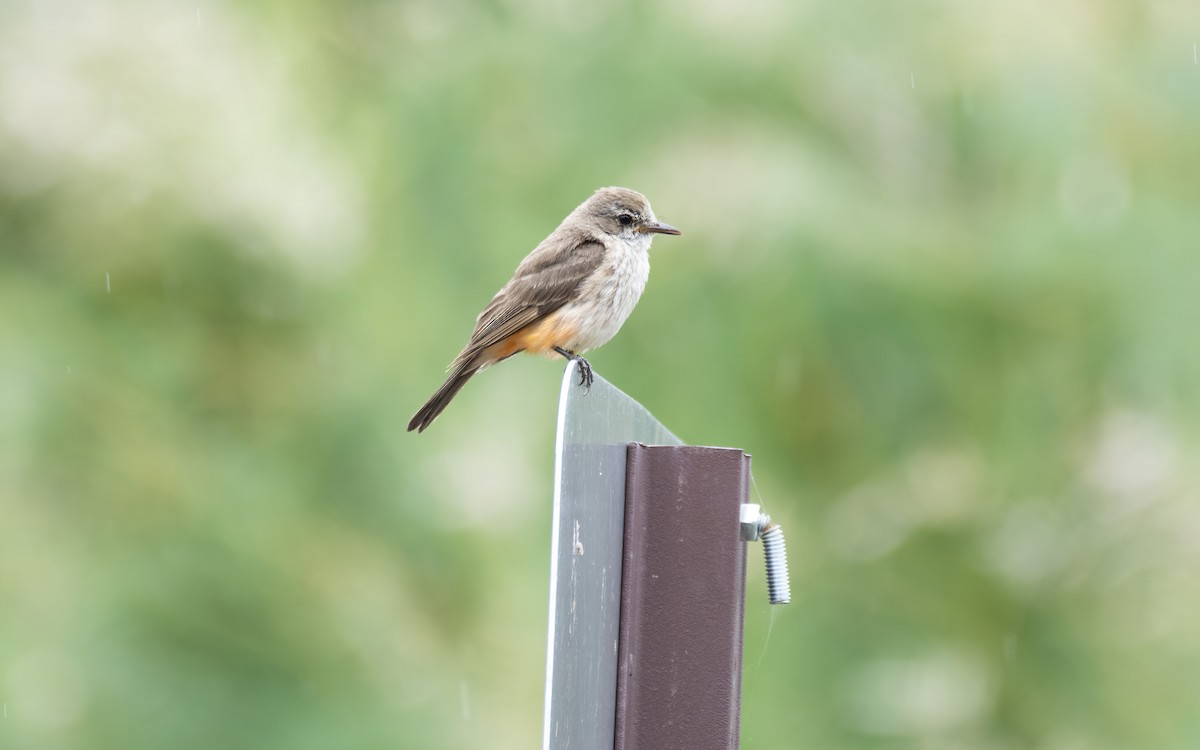 Vermilion Flycatcher - ML612240736