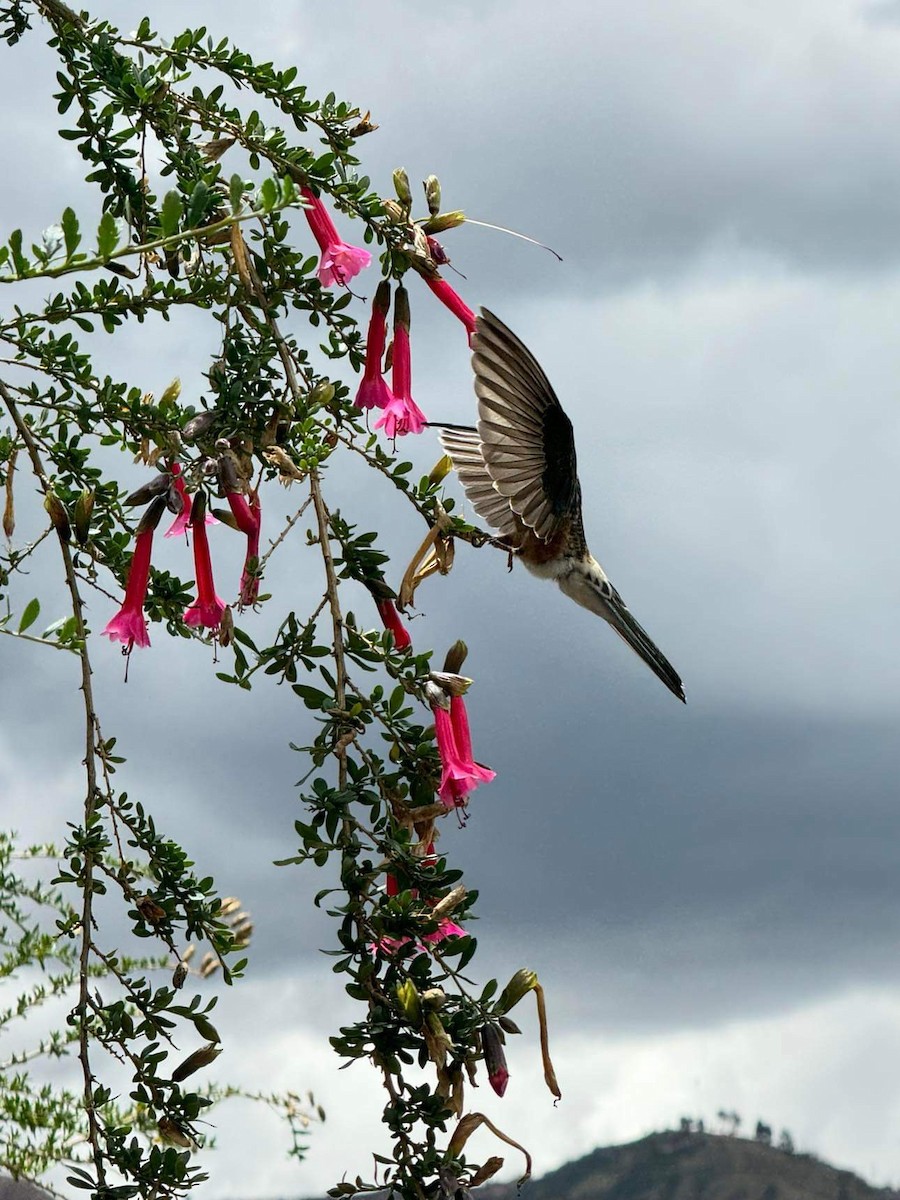 Giant Hummingbird - ML612240833