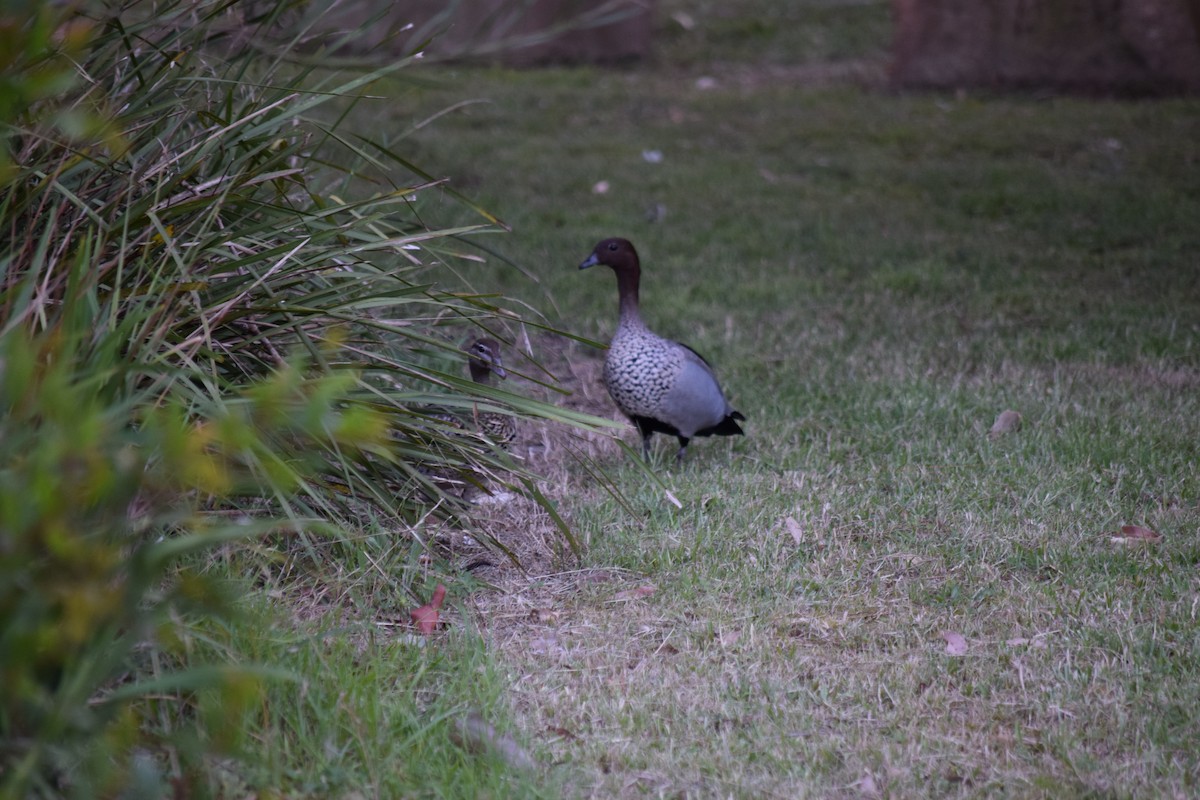 Maned Duck - ML612240877