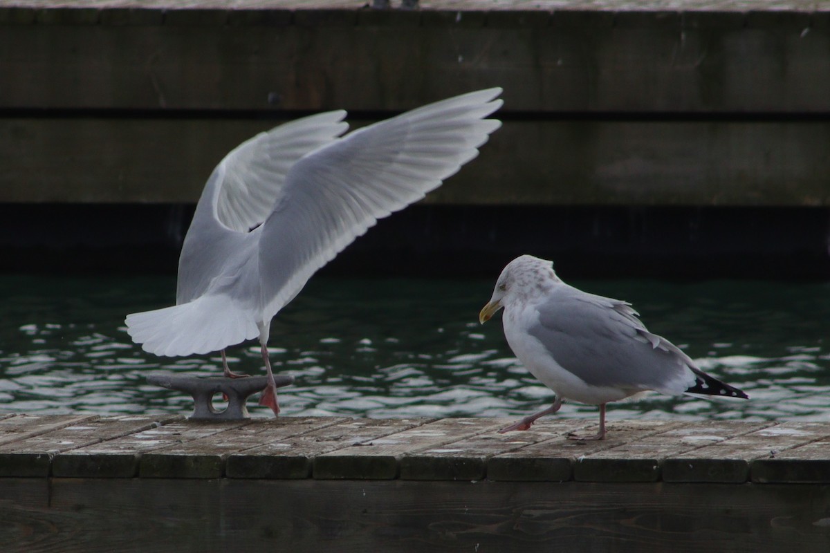 Gaviota Groenlandesa - ML612240881