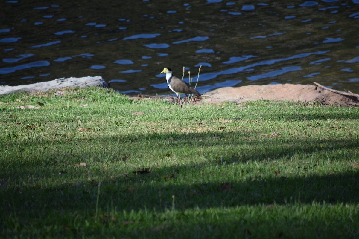 Masked Lapwing - ML612240901