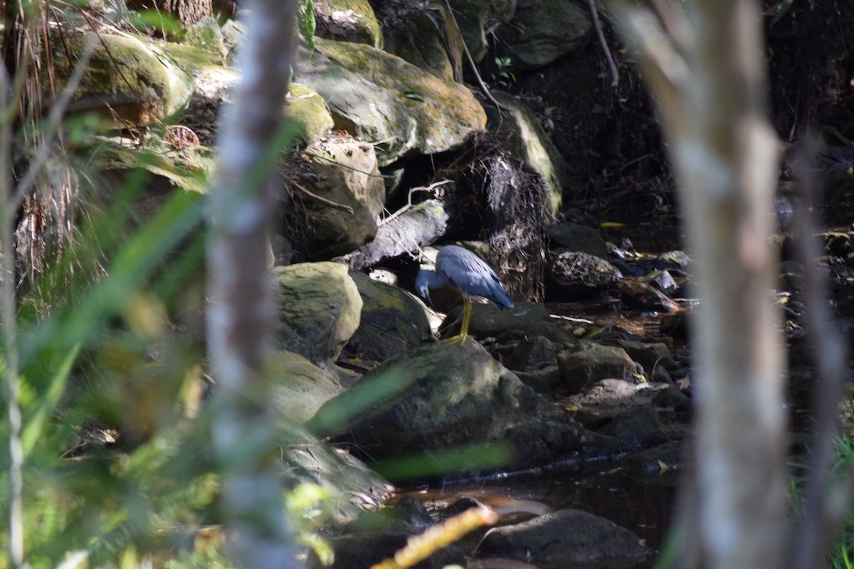 White-faced Heron - ML612240905