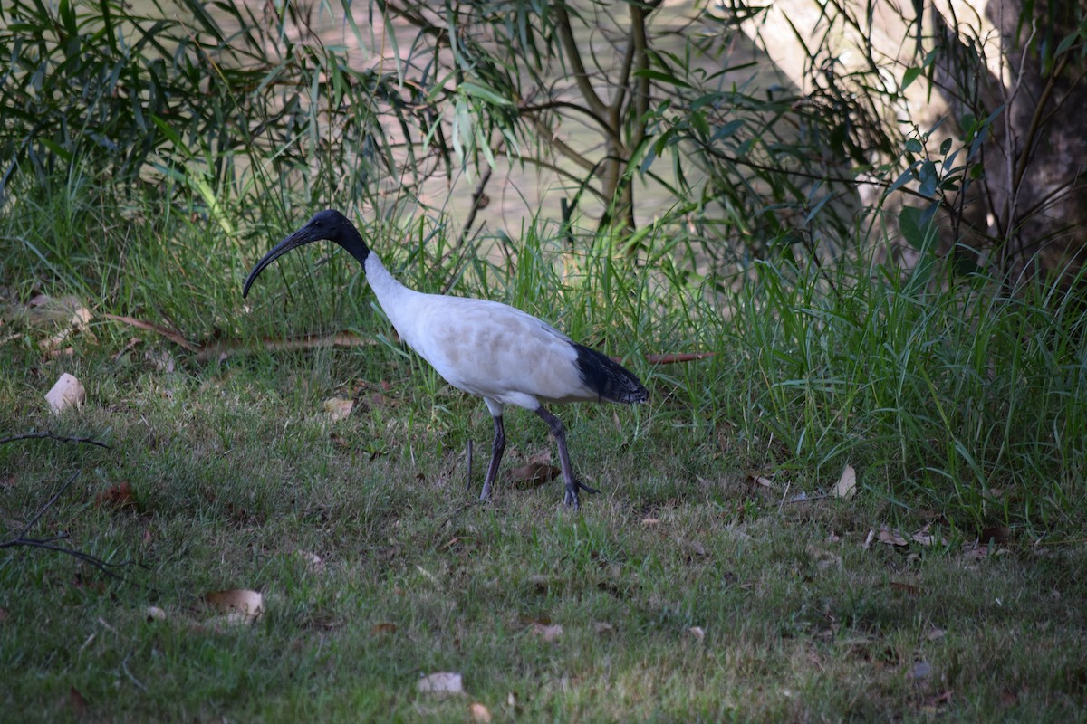 Ibis à cou noir - ML612240911