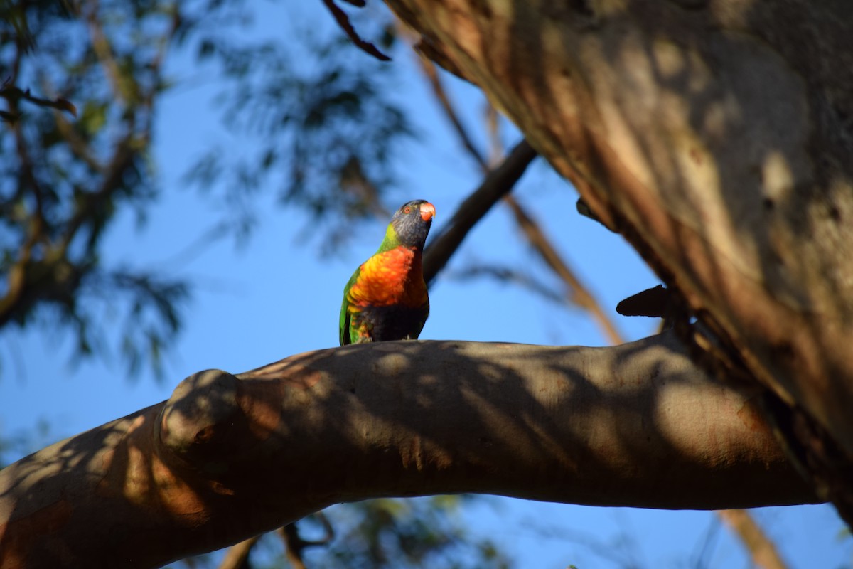 Rainbow Lorikeet - Ryan Wanden