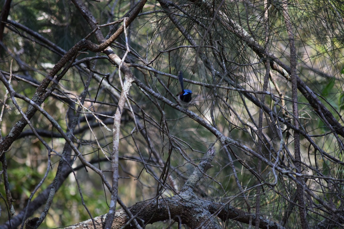 Variegated Fairywren - ML612240976