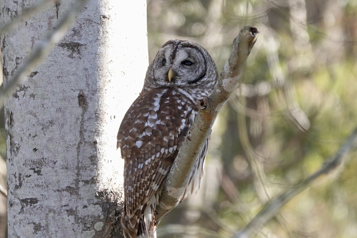 Barred Owl - ML612240979