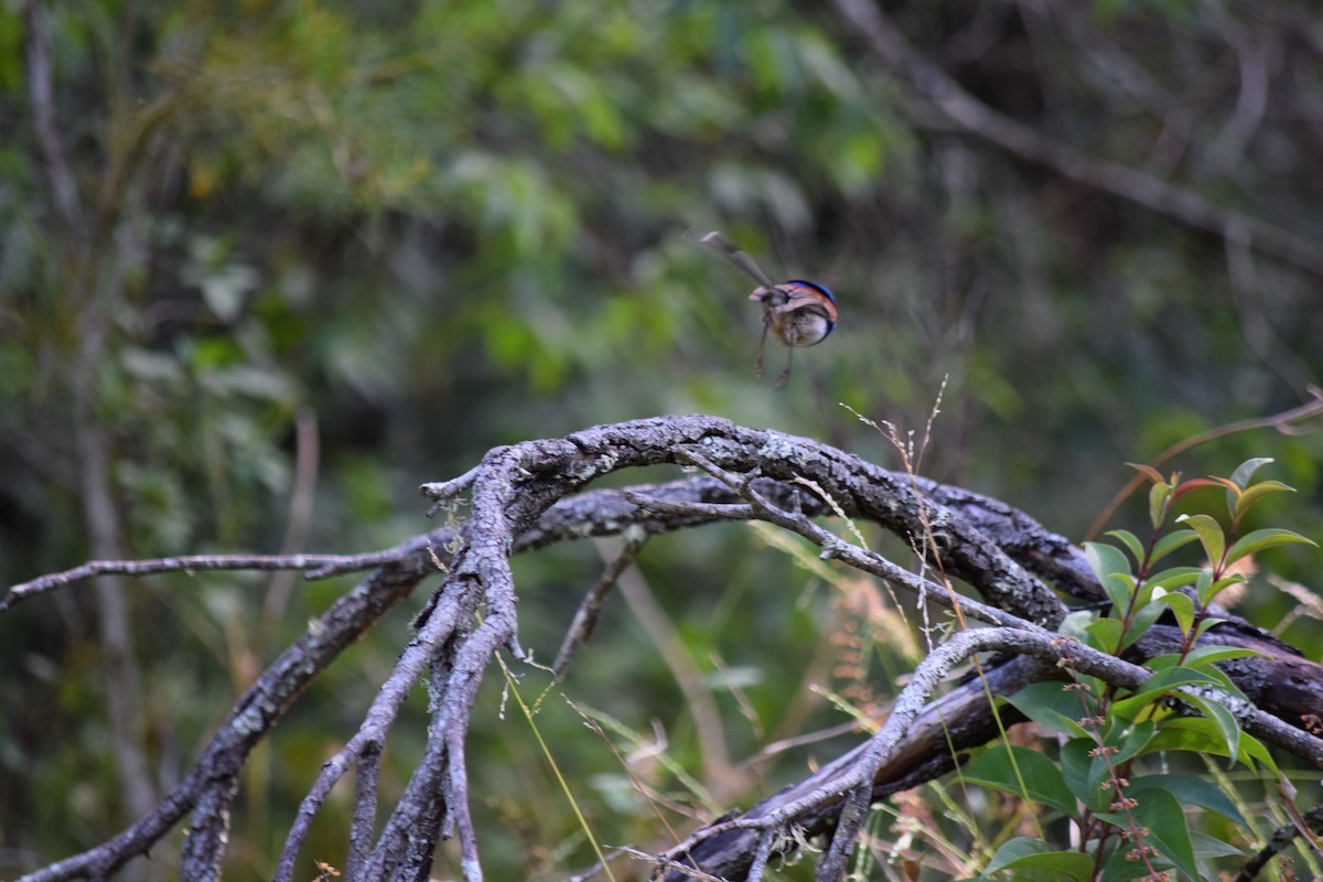 Variegated Fairywren - Ryan Wanden