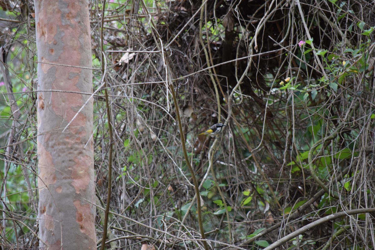 White-cheeked Honeyeater - ML612240993