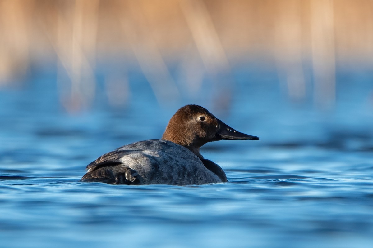 Canvasback - Tyler Beames