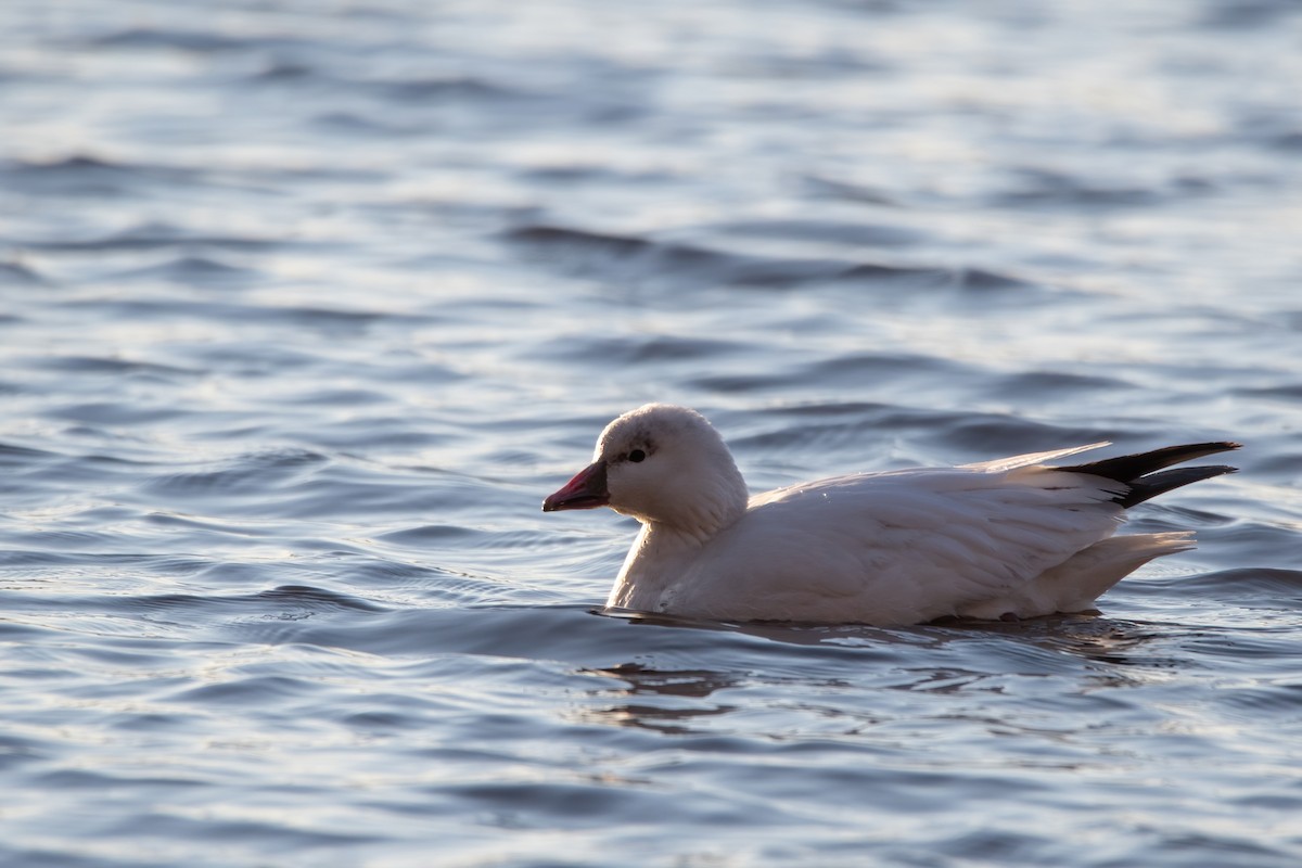 Ross's Goose - Tyler Beames