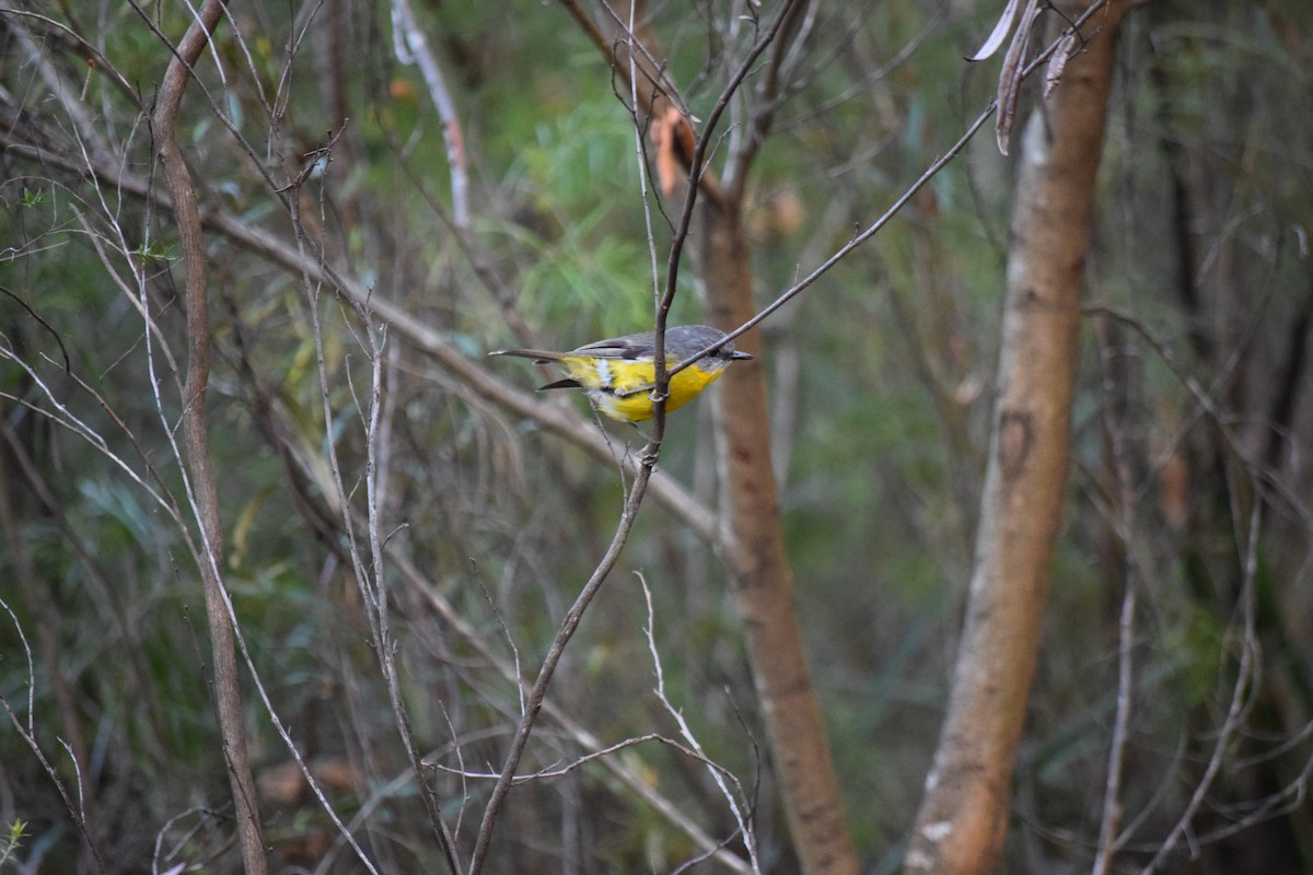 Eastern Yellow Robin - ML612241057