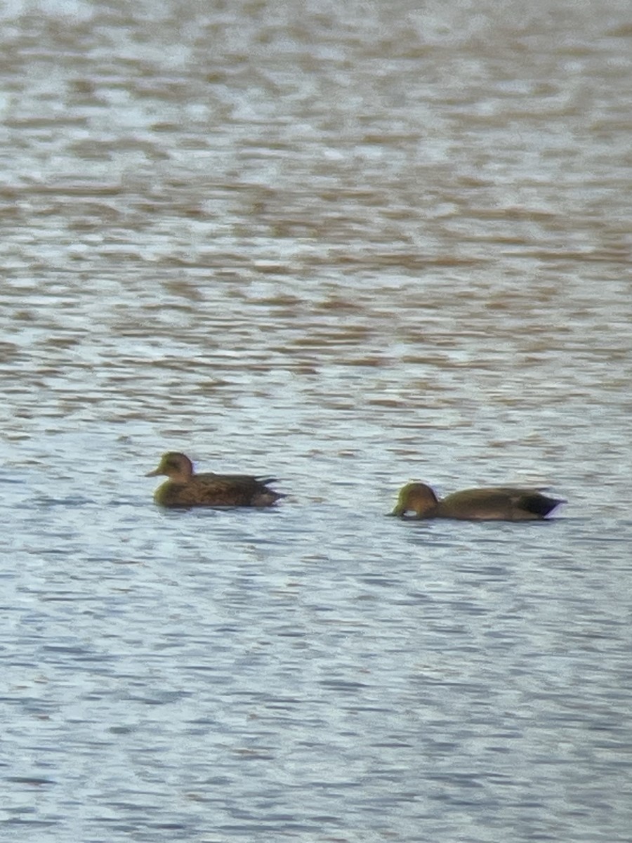 Gadwall - Karina Rathmell