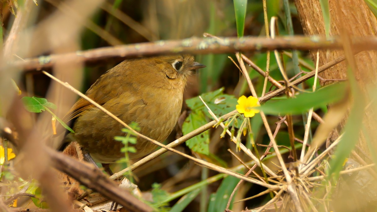 Perija Antpitta - ML612241160