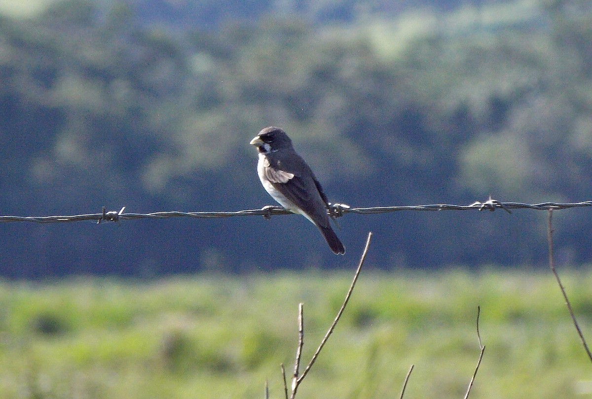 Double-collared Seedeater - ARNALDO SILVA