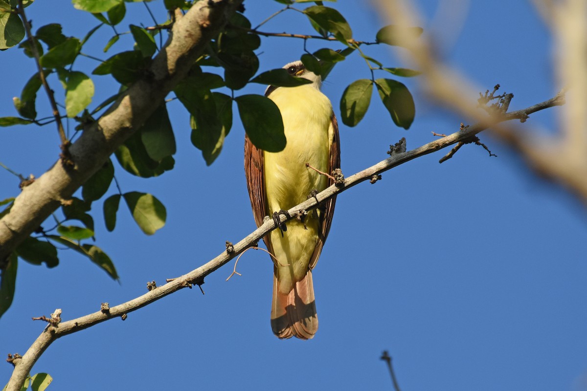 Great Kiskadee - Janet Rathjen