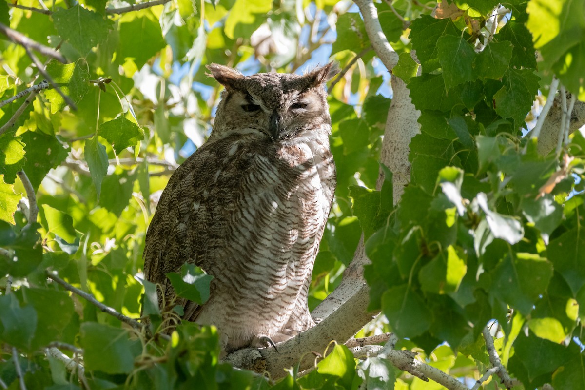 Great Horned Owl - Henrey Deese
