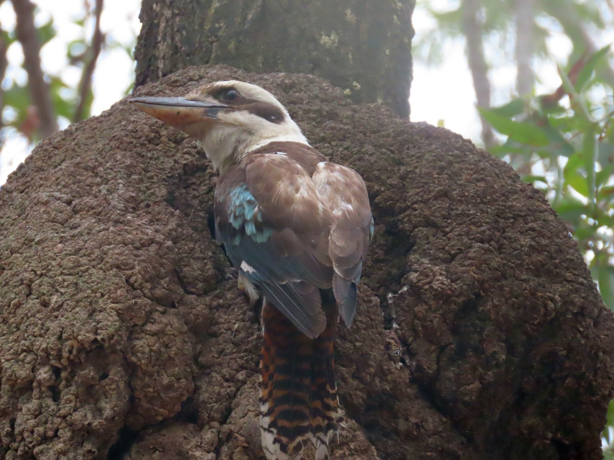 Laughing Kookaburra - Greg Neill