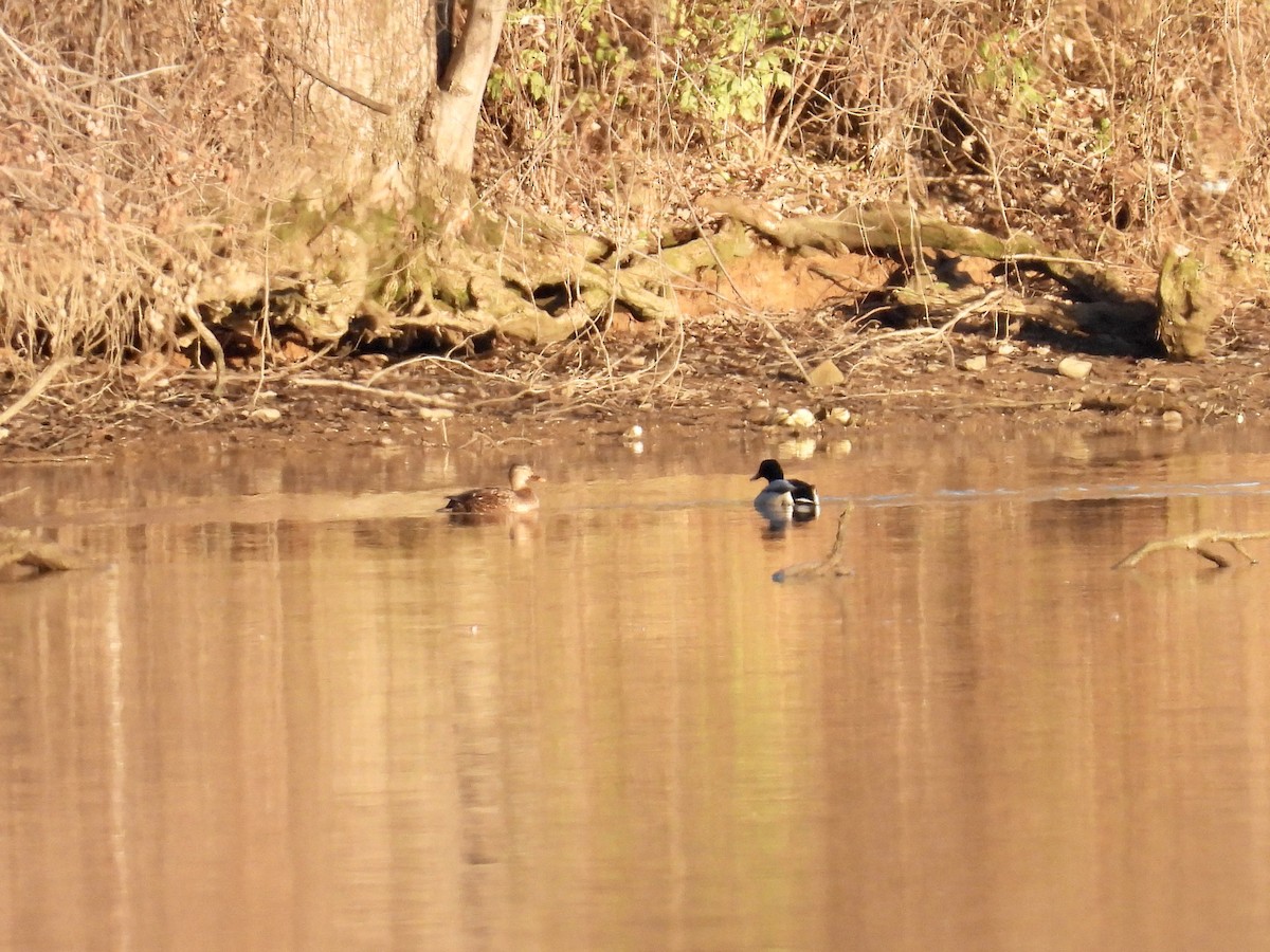 Canard colvert - ML612241353